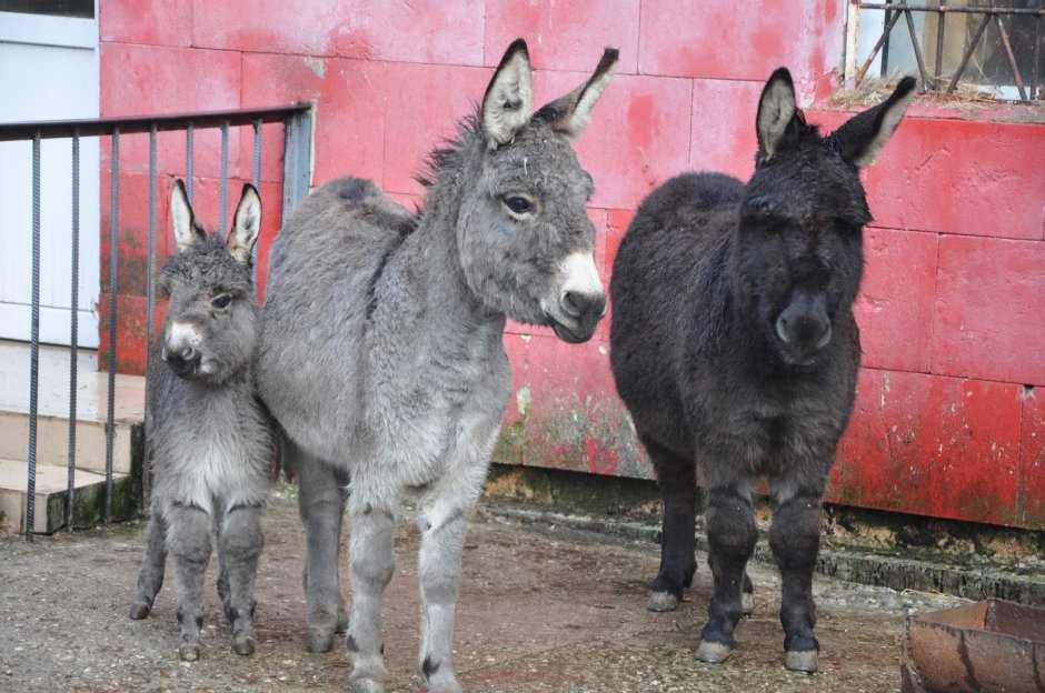 Красивый маленький ослик