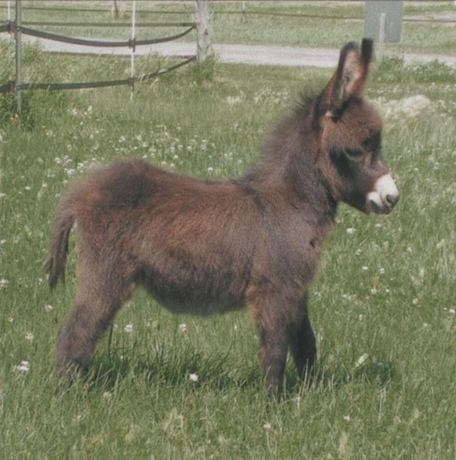 Мини ослики живые