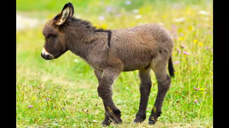 Маленький ослик