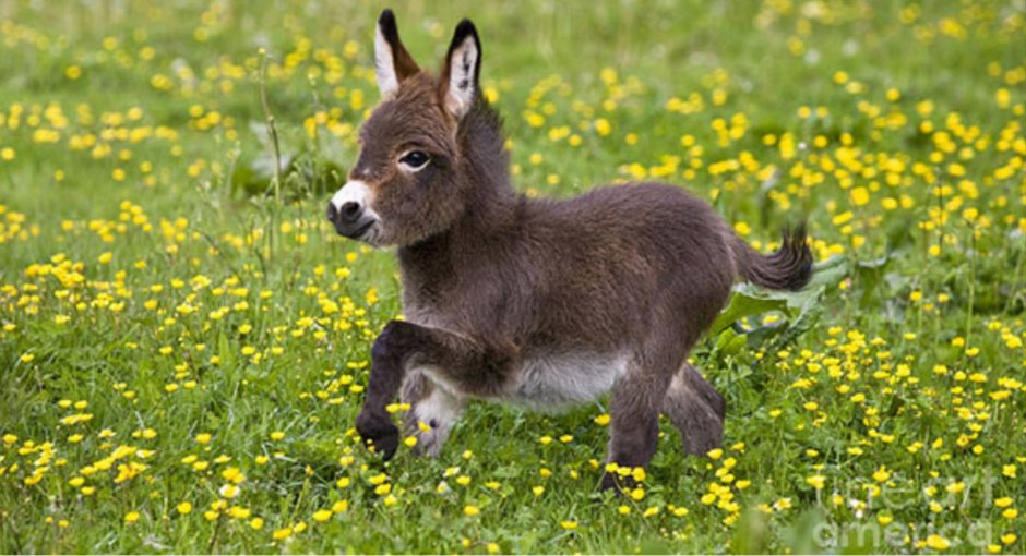 Маленький ослик