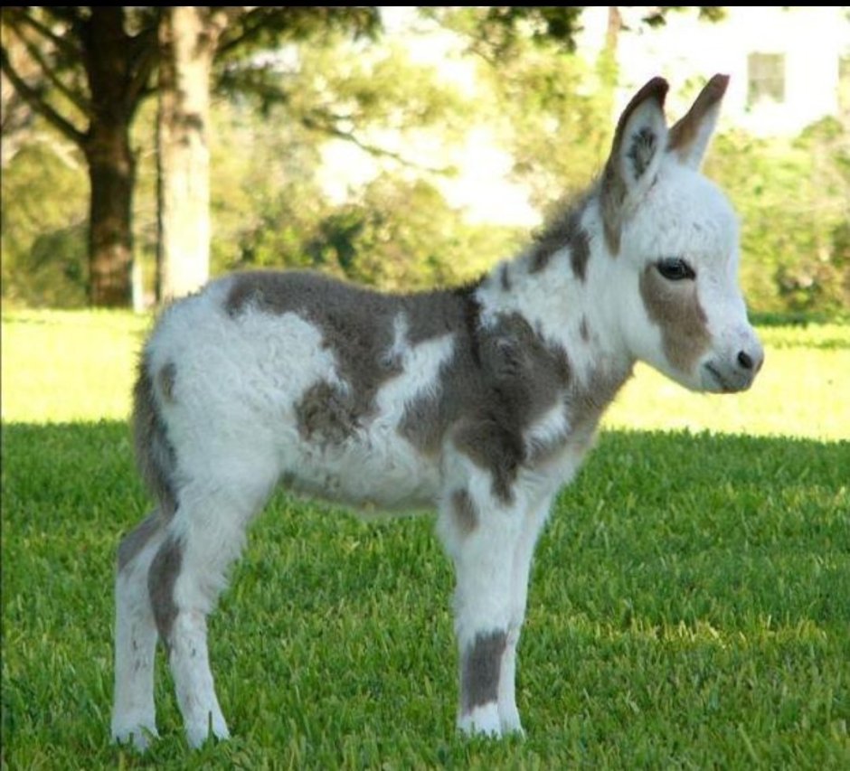 Маленький ишак