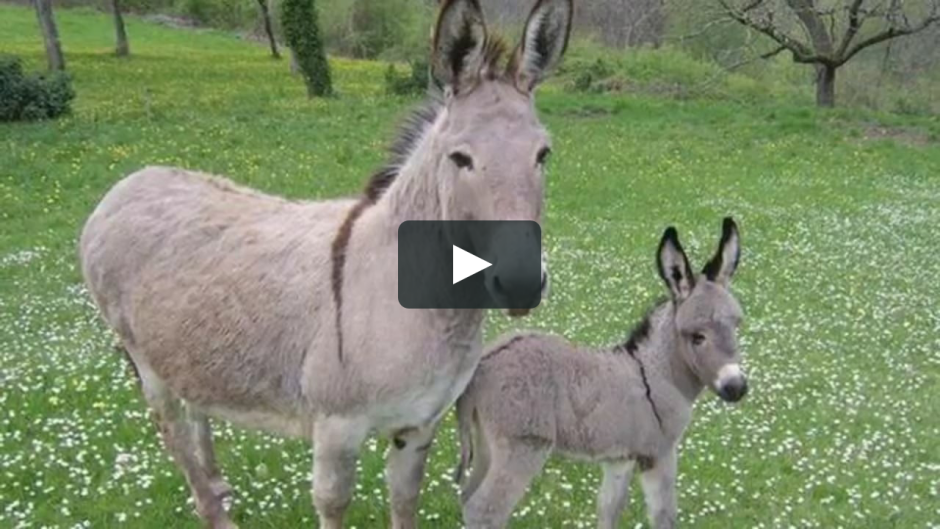 Карликовый осел