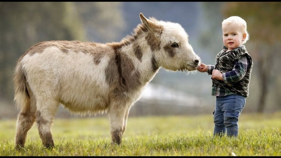 Миниатюрные ослики