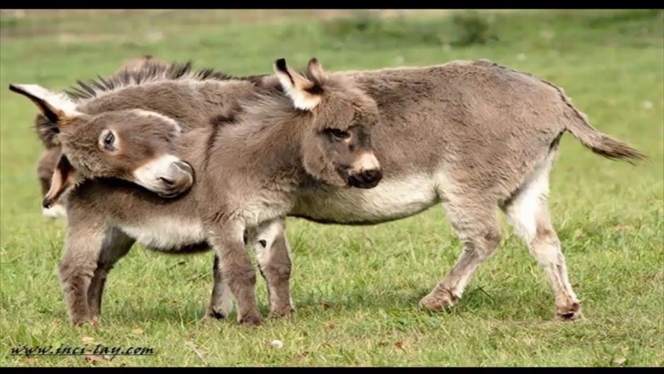 Домашний осёл (Equus asinus)