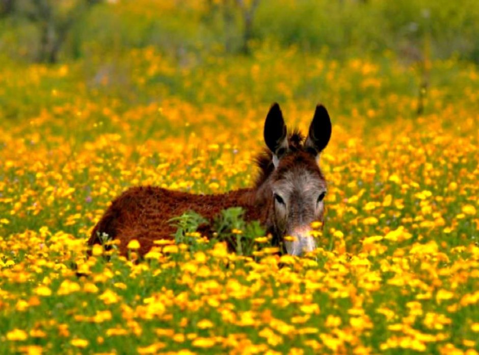 Миниатюрные ослики