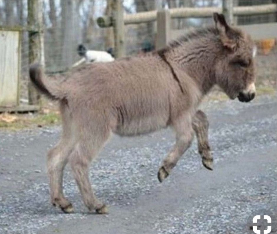 Карликовый ослик