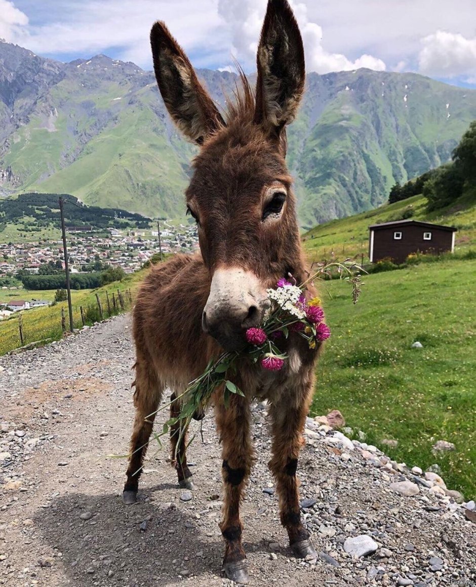 Детеныш осла