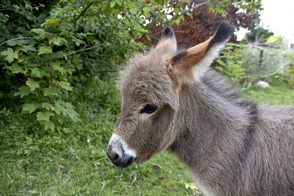 Ослик живой