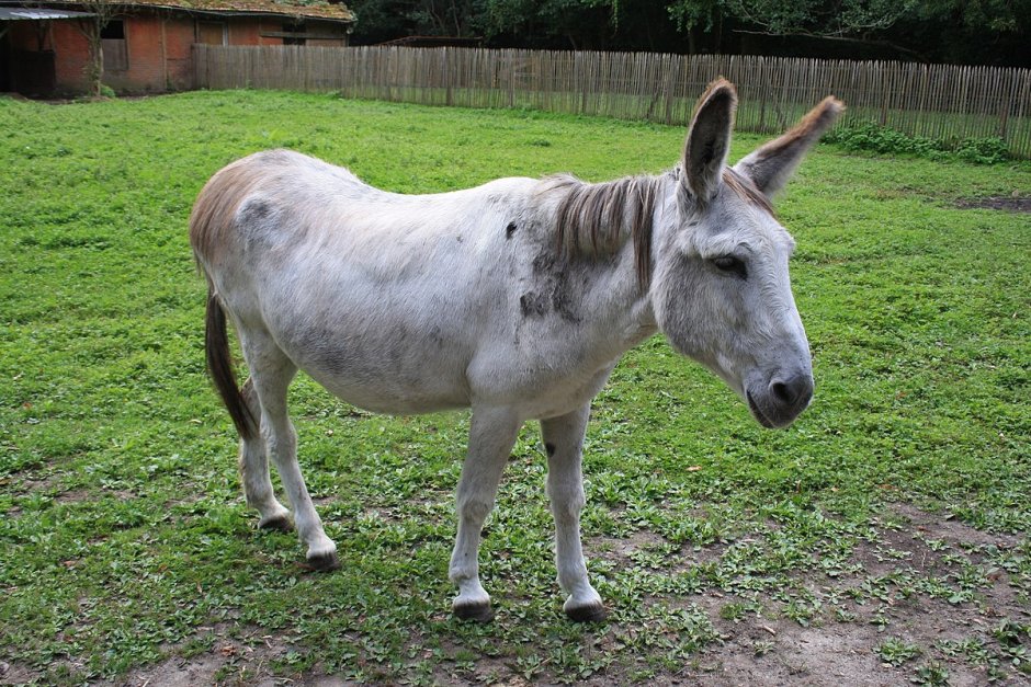 Счастливый ослик
