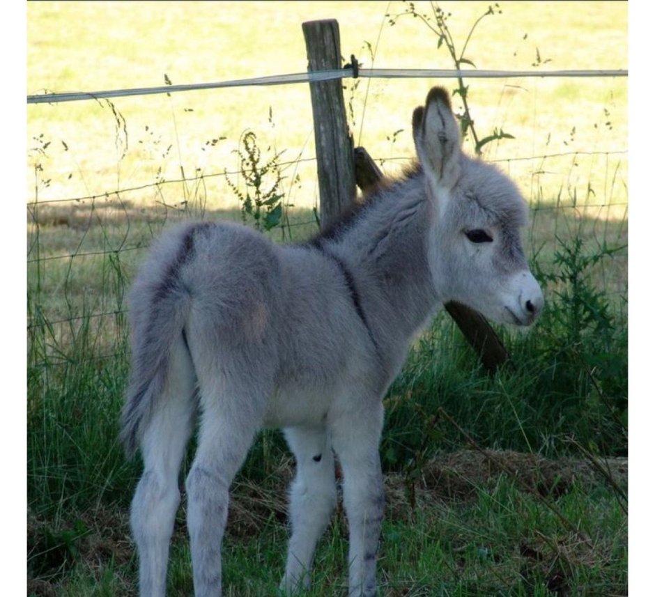 Осленок растения