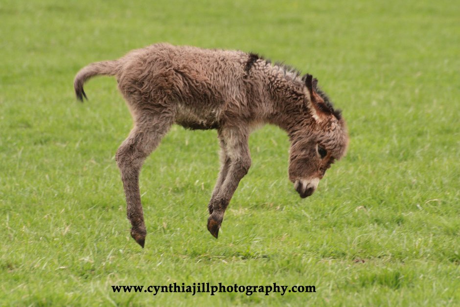 Маленький ослик