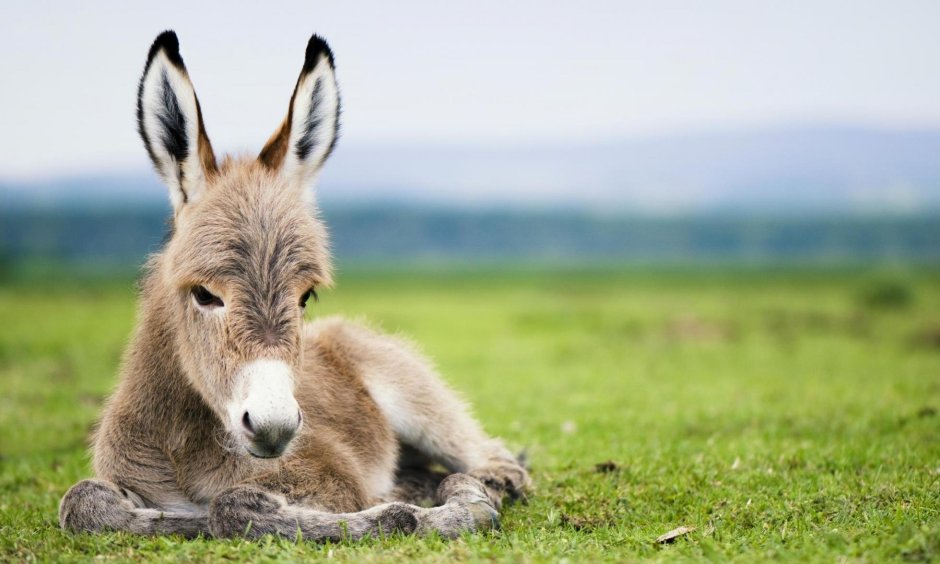 Ane kelie Carneiro Praxedes