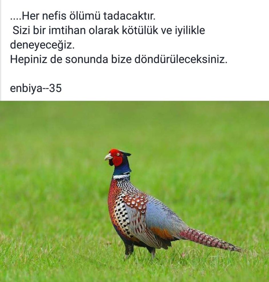 Зарафшанский фазан