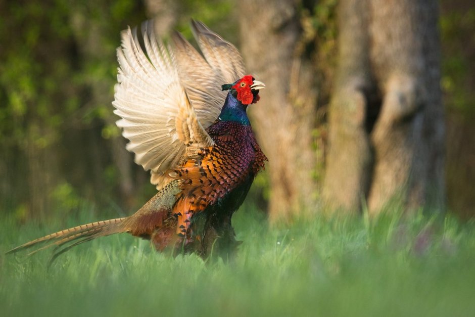 Зелёный фазан / Phasianus versicolor