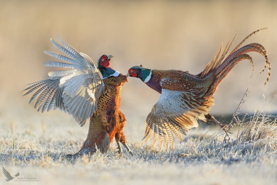 Kansas Pheasant Season 2021
