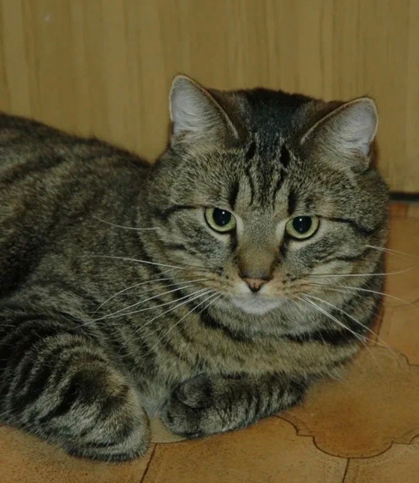 Сибирский Крысолов порода кошки