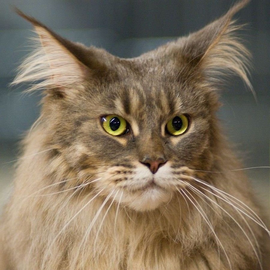 Европейская короткошерстная кошка