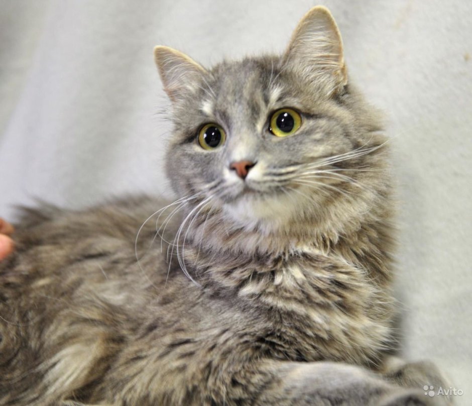 Кот Крысолов