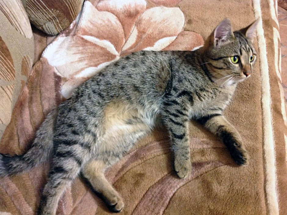 Сибирская крысоловка кошка