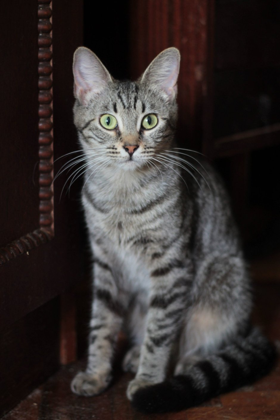 Сибирский Крысолов