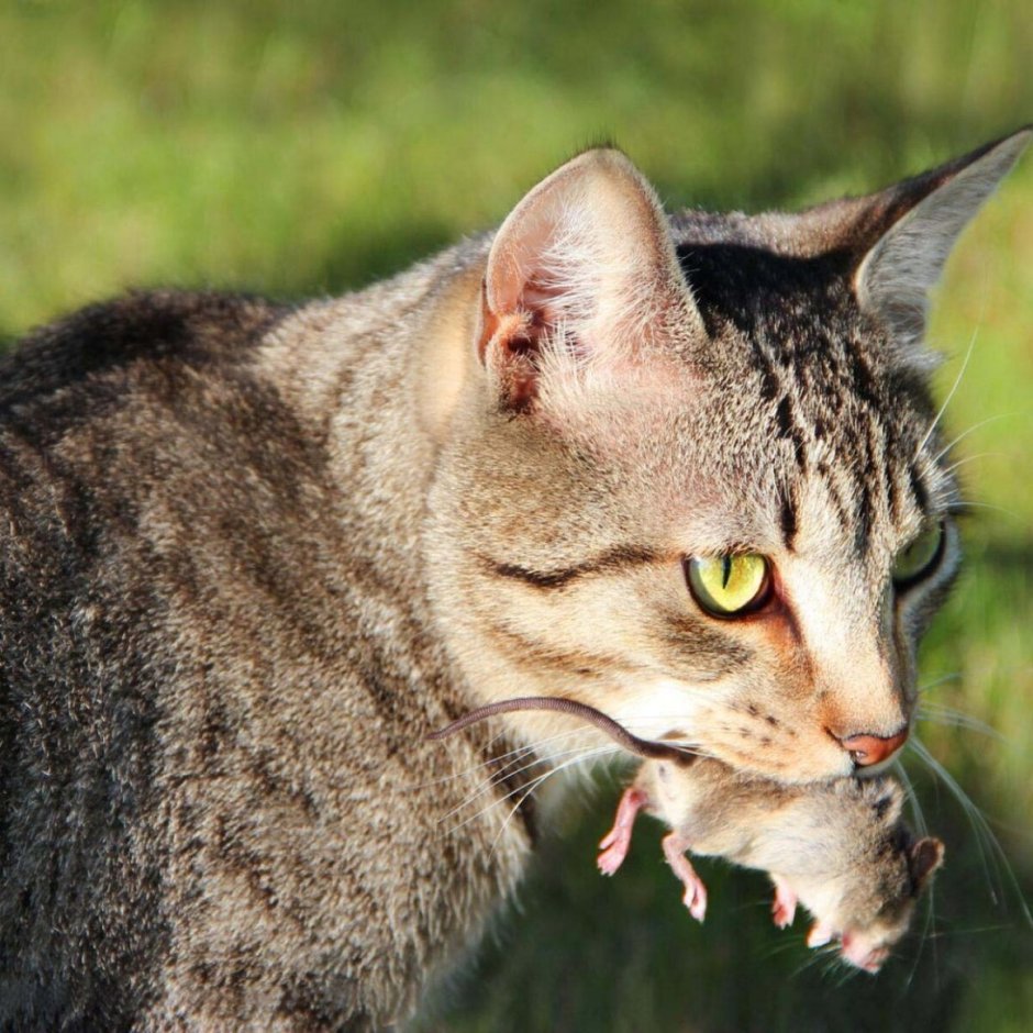 Сибирский Крысолов кошка