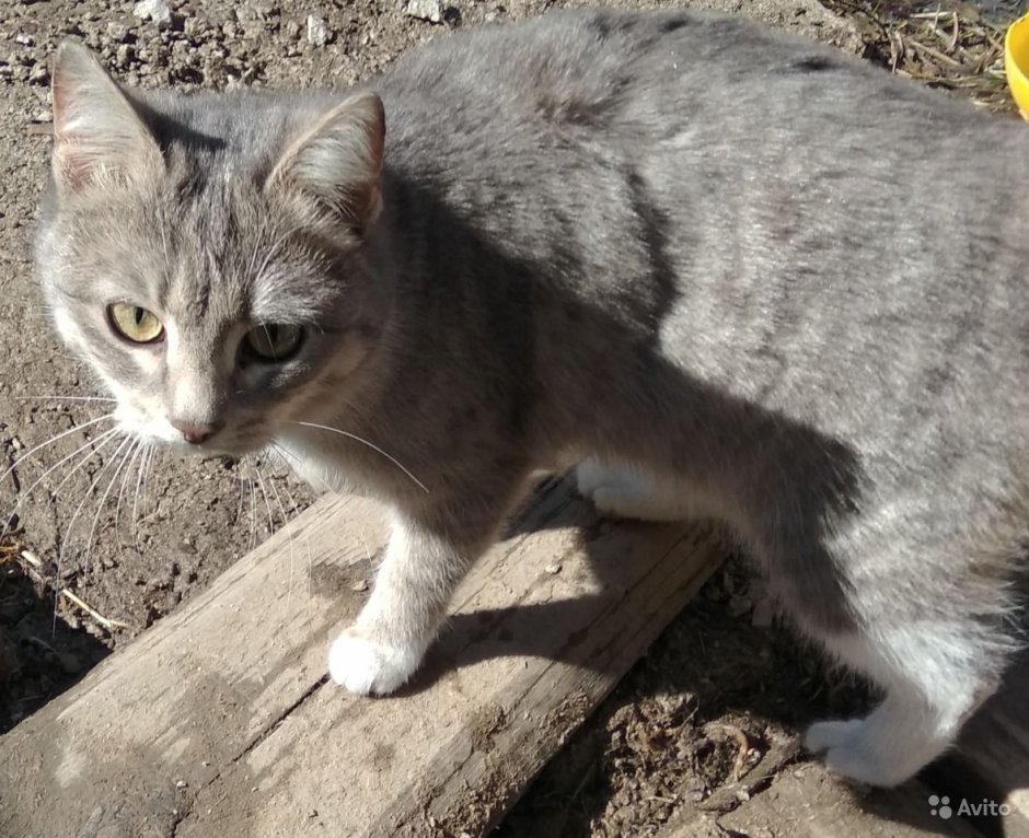 Сибирский Крысолов кошка