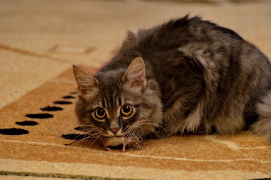 Сибирский Крысолов кошка