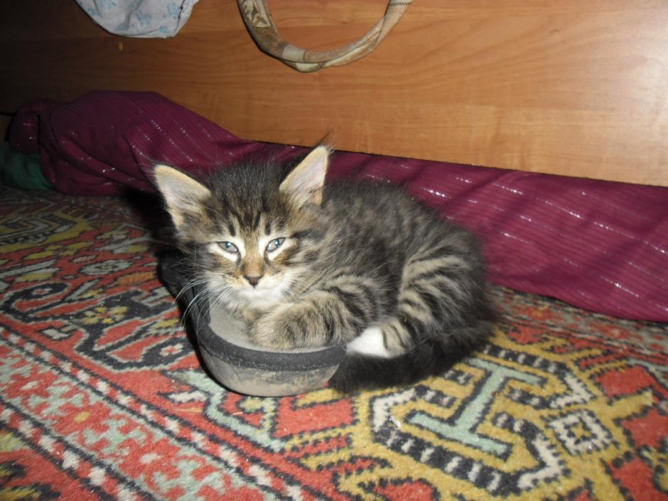 Сибирский Крысолов кошка