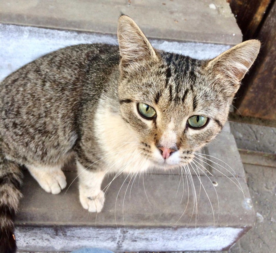 Кошка крысоловка трехцветная