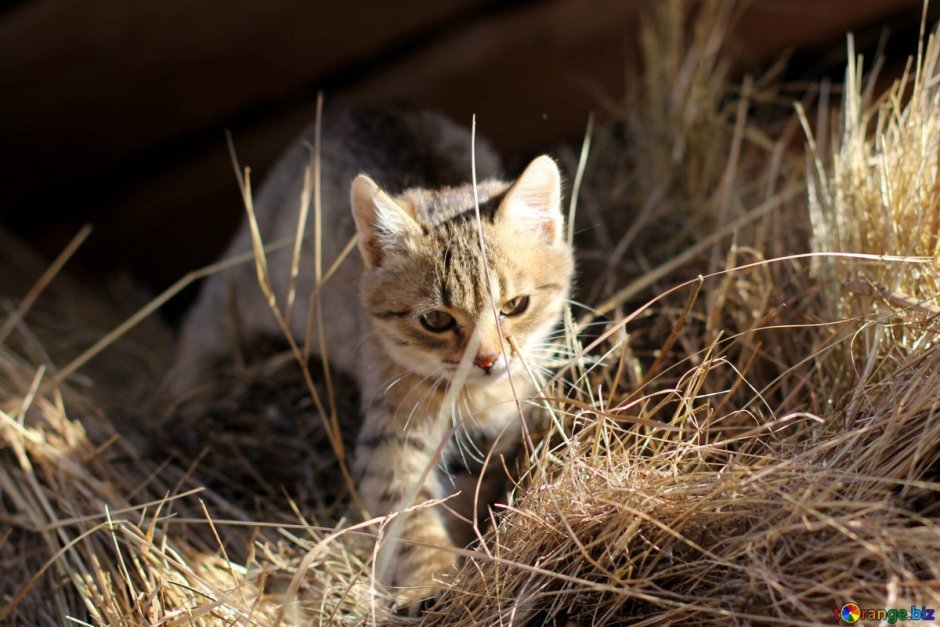 Сибирский Крысолов кот