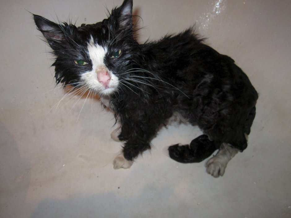 Сибирский Крысолов кот белый