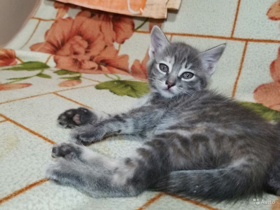 Кот Европейский короткошерстный Крысолов