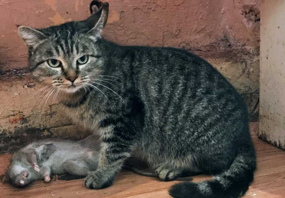 Сибирский Крысолов кошка