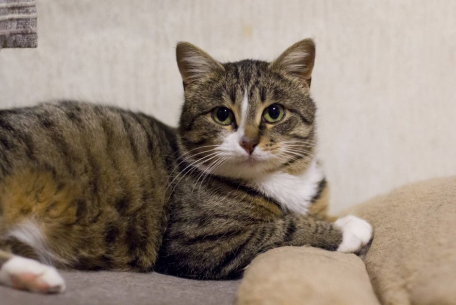 Крысоловка Кубанская кошка