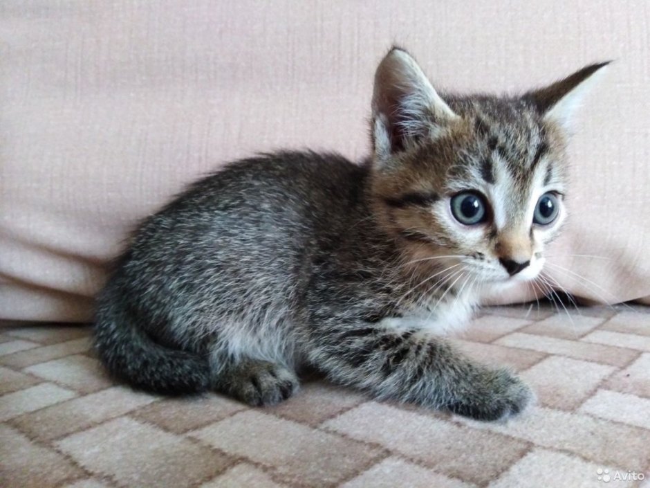 Сибирский Крысолов кот