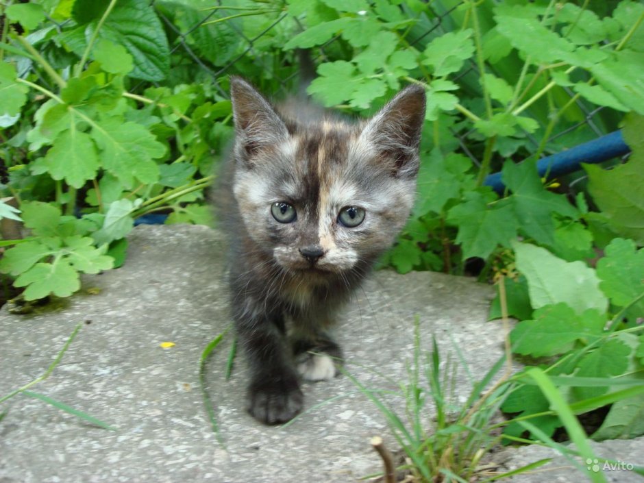 Кошки британский Крысолов