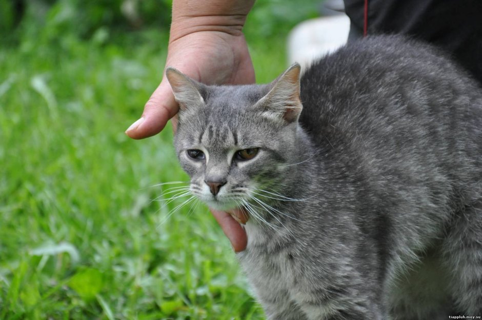 Сибирский Крысолов порода кошки