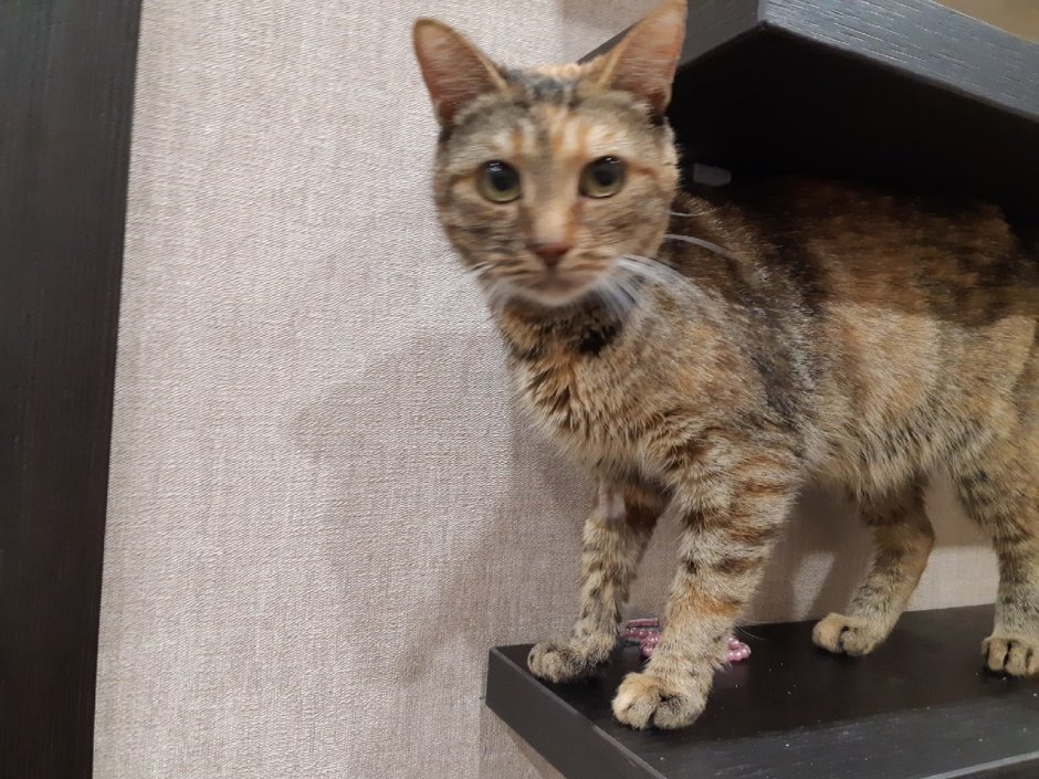 Европейская короткошерстная табби