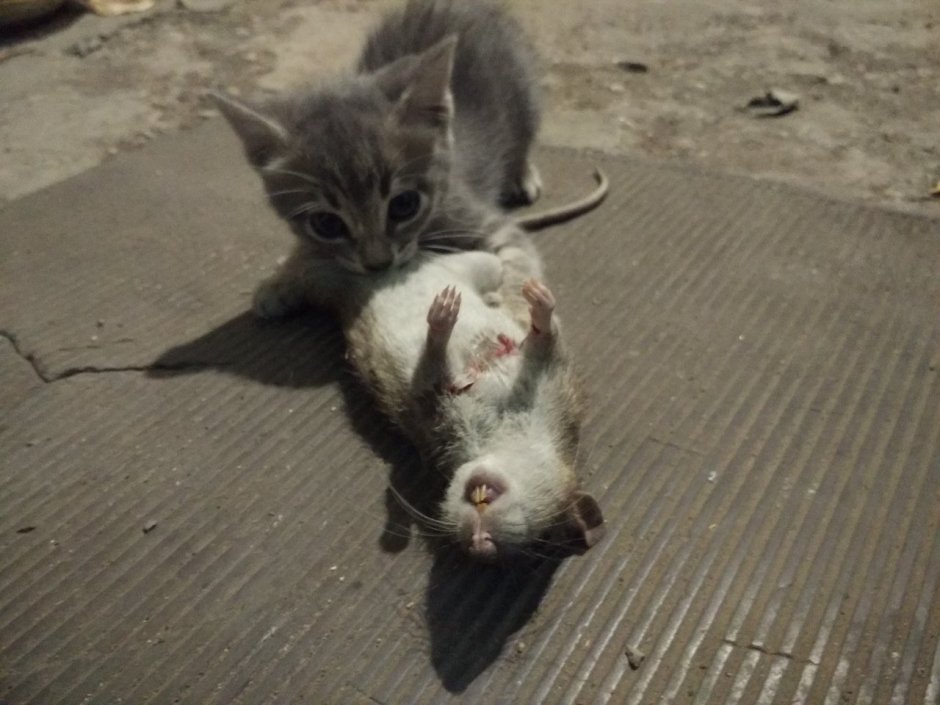 Кубанский Крысолов порода кошек