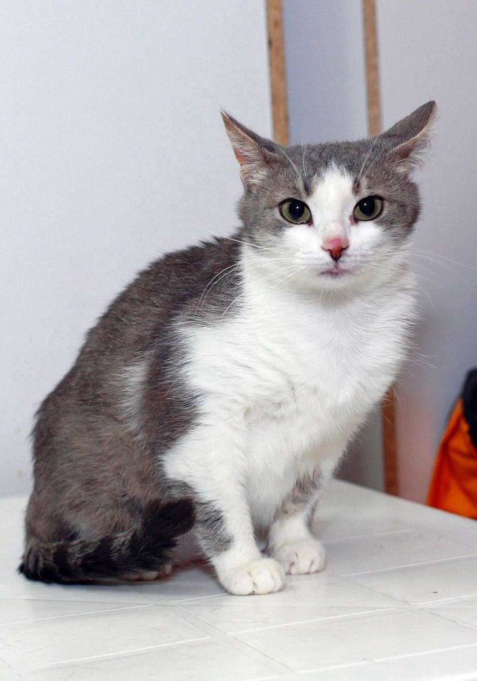 Сибирский Крысолов короткошерстный серый