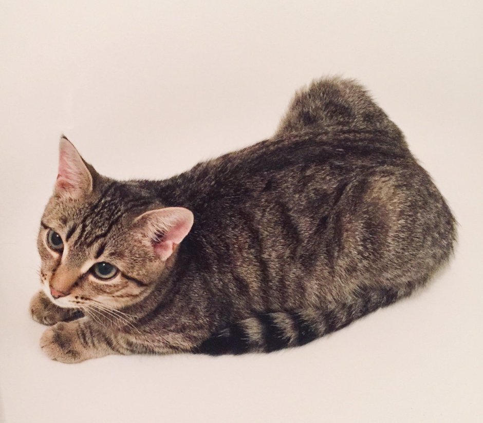 Камышовка кошка не охотница