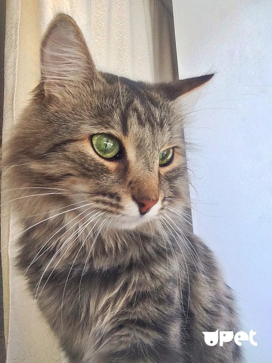 Муся Сибирская кошка