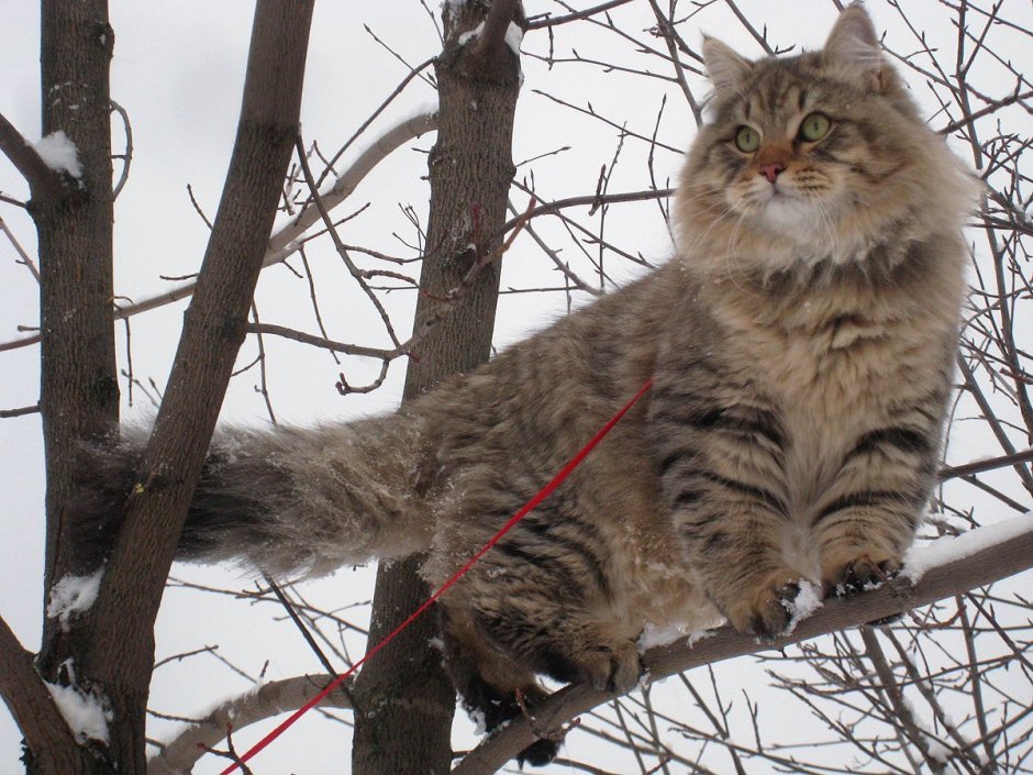 Сибирская крысоловка кошка