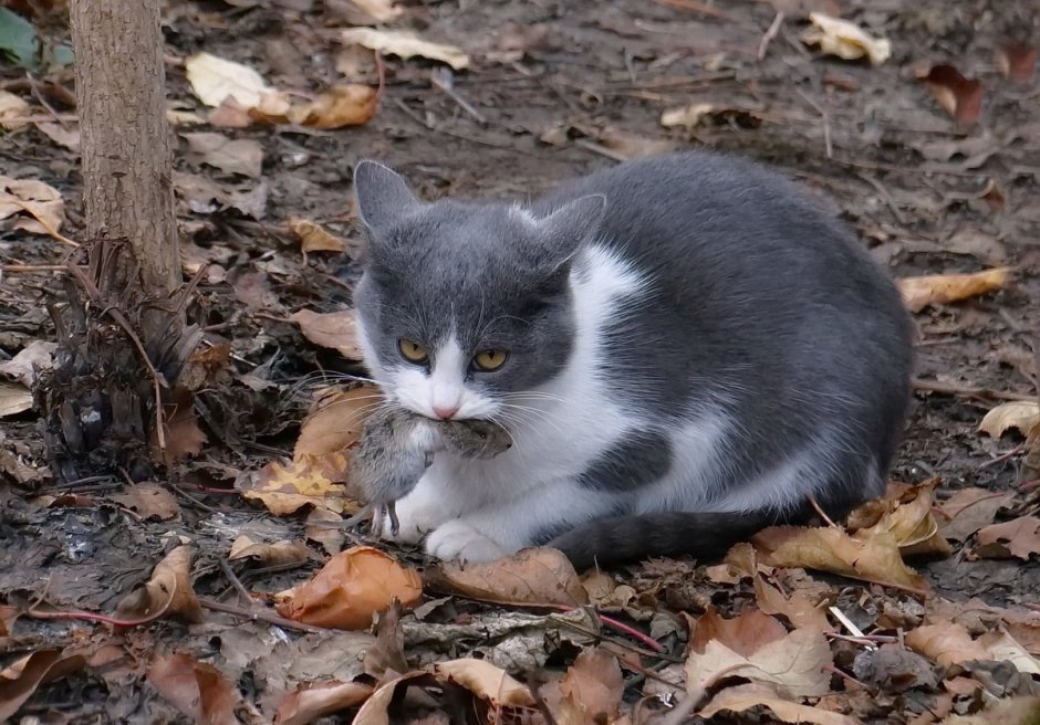 Мейн кун мышелов