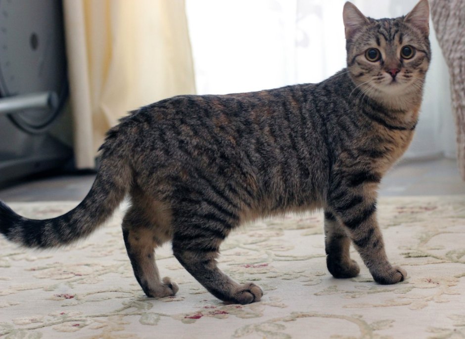 Сибирская крысоловка