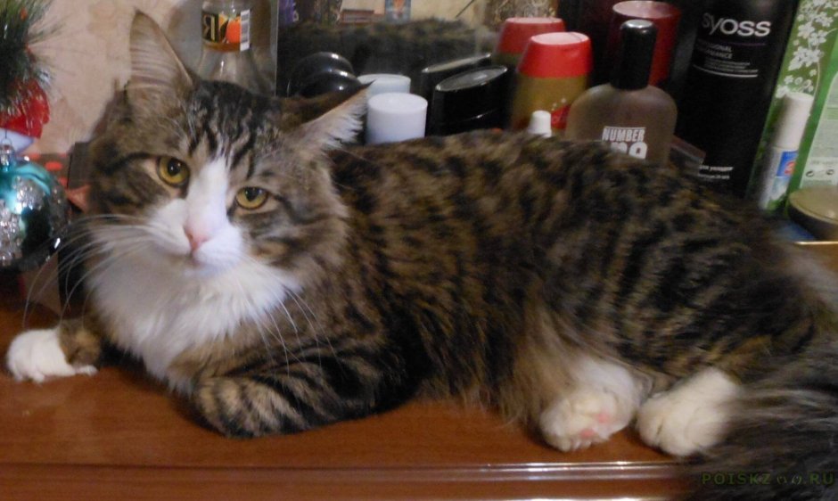 Кошка крысоловка