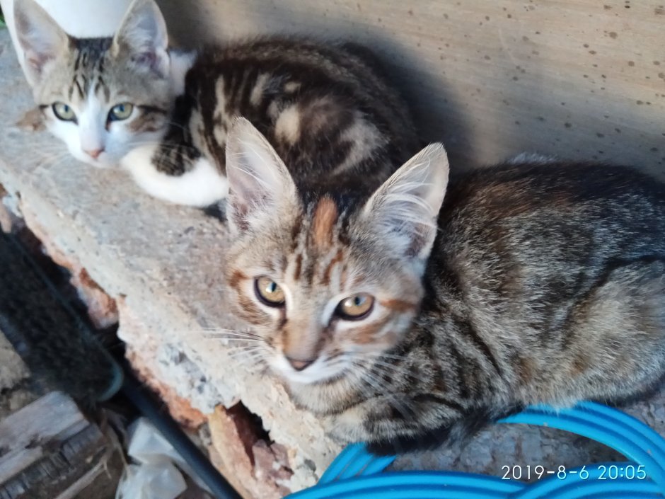 Сибирский Крысолов кошка