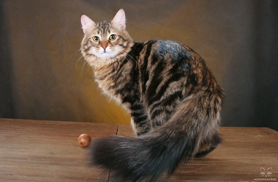 Мейн кун Крысолов