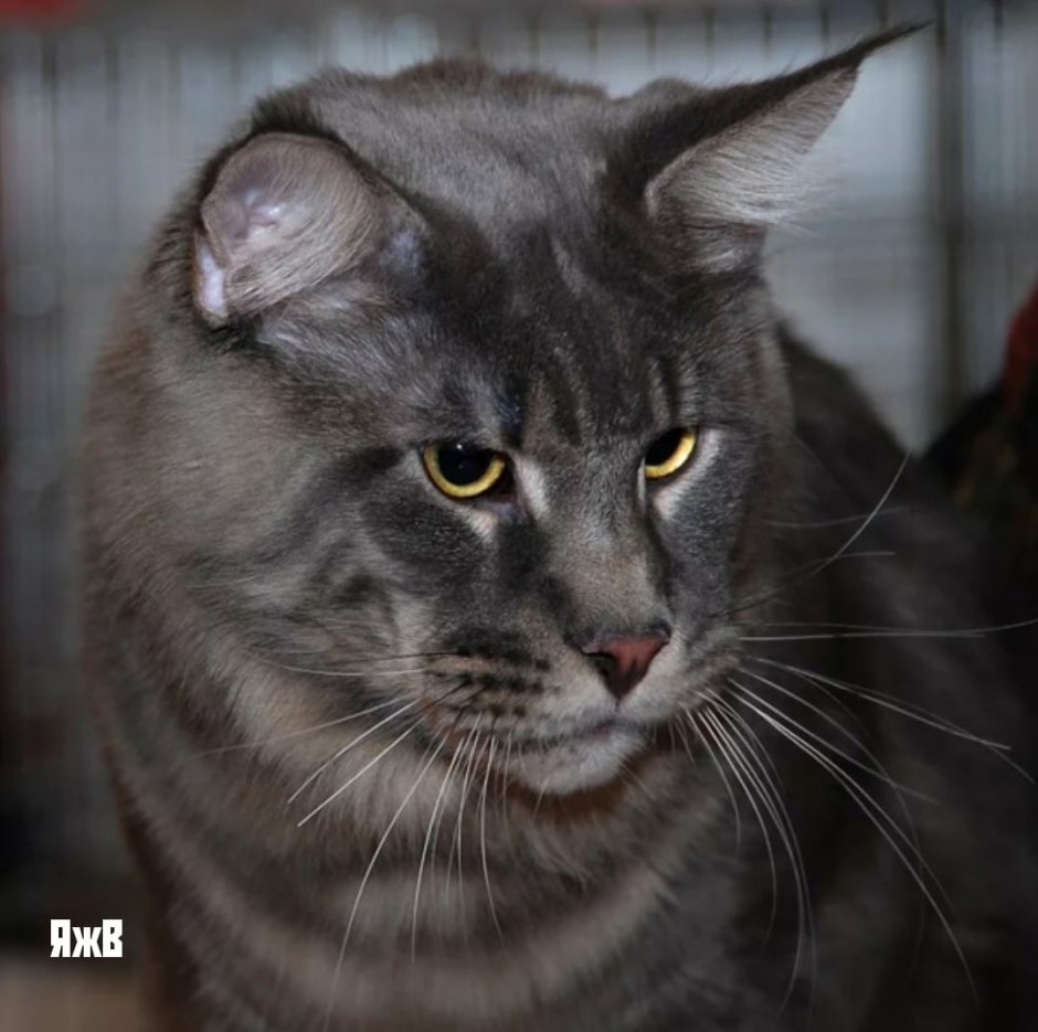 Табби макрель Сибирская