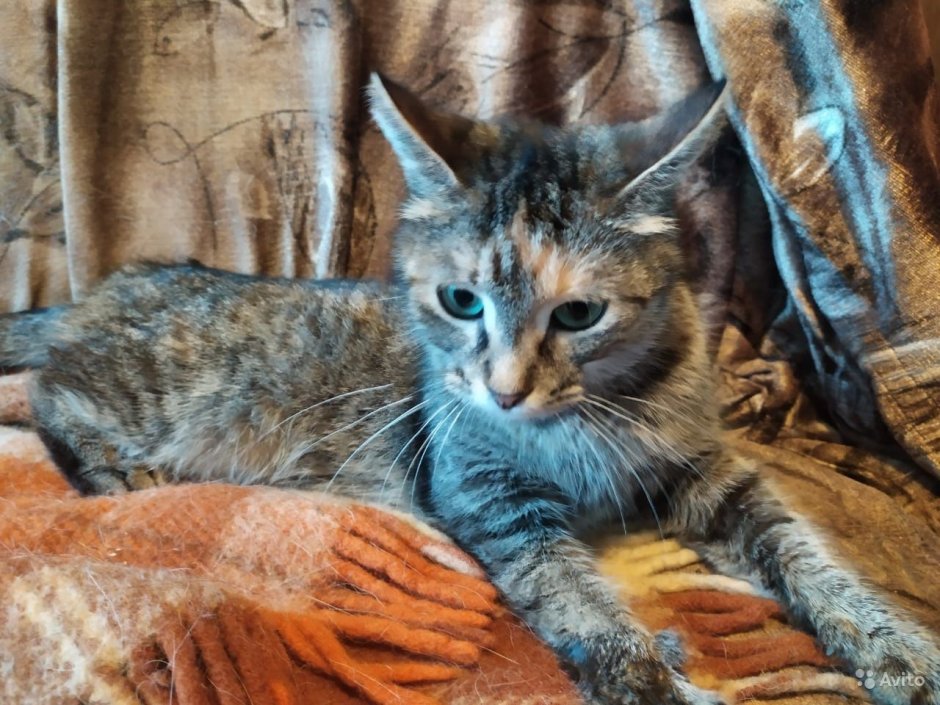 Ирландский Крысолов кот